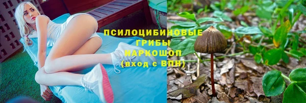 стаф Корсаков